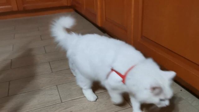Белый ангорский кот в доме смотреть онлайн