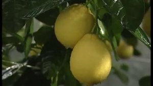 Выращиваем экзотические фрукты дома