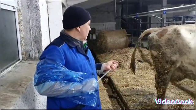 Себя продать?! "Мимоза расцветает", просто Дима уделил ей внимание! Курск красавец! смотреть онлайн