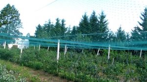 Голубика Как уберечь  ягоды от птиц.Как правильно защитить  ягоды  голубики  от птиц.