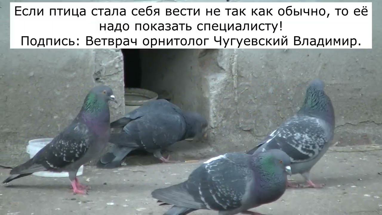 Гарри голубь и тайная комната. Записки ветврача орнитолога. смотреть онлайн