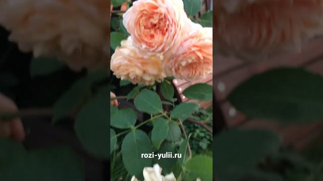 Новинки роз Дэвида Остина- «Батшебу»🥀 каталог rozi-yulii.ru🥀 #саженцыроз #английскиерозы смотреть онлайн