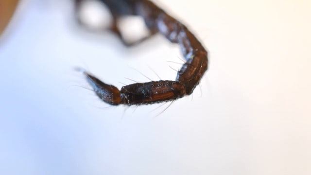 Скорпион.Краткий обзор внешнего вида. Скончался. смотреть онлайн