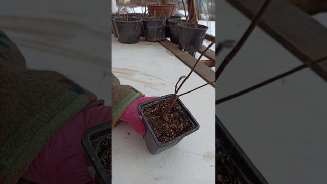Обрезка однолетртх саженцев метельчатой гортензии. #garden #flower #plant смотреть онлайн