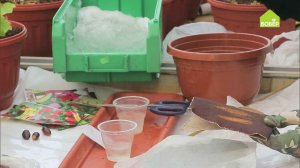 СКАРИФИКАЦИЯ — допосевная обработка семян. Хитрости при посеве семян