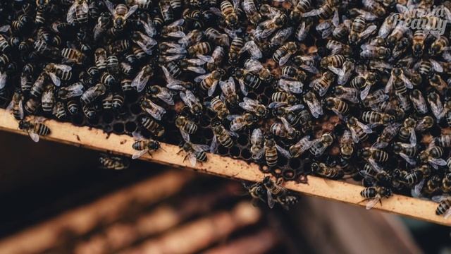 Уды и сандалы Ensar Oud - сокровища для парфюмеров! Tigerwood Royale, Oud Yusuf | +ENG SUBS