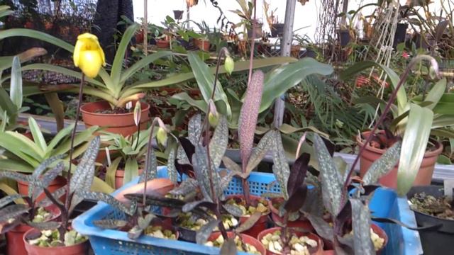 Paph.armeniacum (part 1)