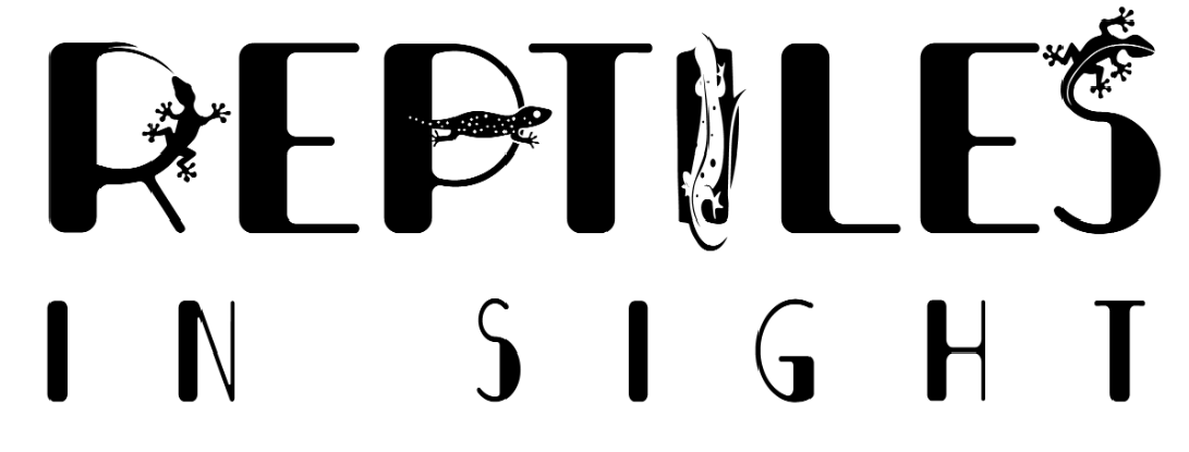 ОБНОВЛЕНИЯ НА КАНАЛЕ / НОВОЕ НАЗВАНИЕ КАНАЛА / REPTILES IN SIGHT