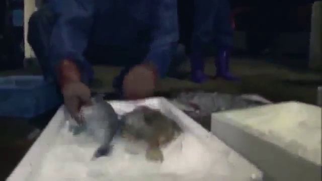 Нашествие медуз Скорость размножение Вес достигает 200 кг Монстр Намура Япония Воды океана смотреть онлайн