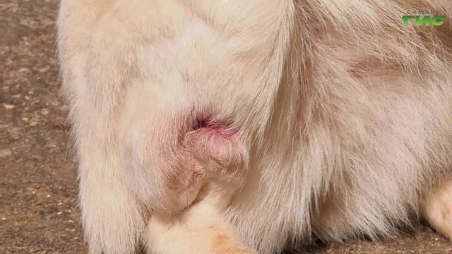 "Ветеринария катастроф" / "Зоопатруль" от 09.04.2024