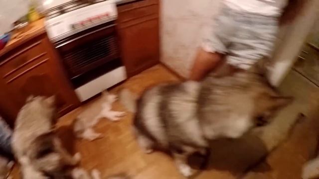 ВЛОГ: УРА! У НАС НОВАЯ СОБАКА! ЩЕНОК! тест на психику, не заплачь челендж смотреть онлайн