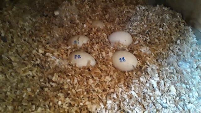 Утки несутся в Одно Гнездо. Как разделить Гнезда. У Нас Пополнение.. Глистогонка птицы. смотреть онлайн