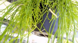 Рипсалис польза и вред. Уход дома за прутовником