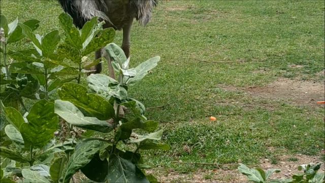 Тайланд Зоопарк Кхао Кхео смотреть онлайн