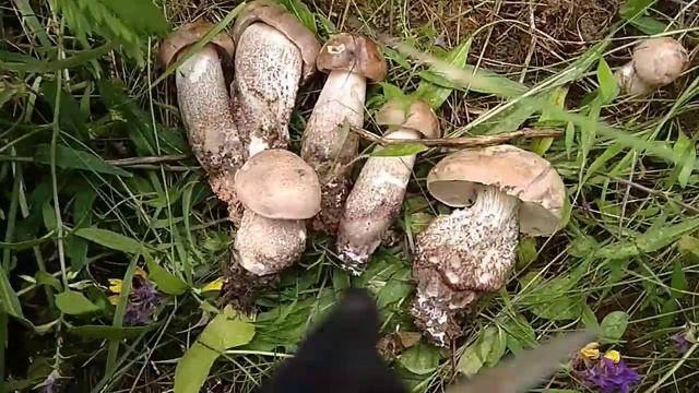 Грибы СУПЕР ПОДБЕРЕЗОВИКИ. МОСКВА. Битца смотреть онлайн