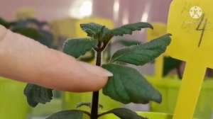 Пышный кустик у ахименеса: как это сделать