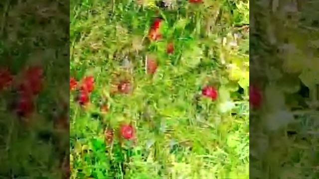 Маленький воришка. смотреть онлайн