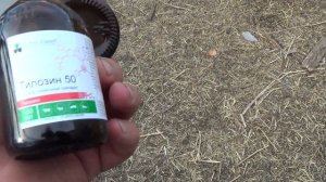 Как я лечил кур несушек от пневмовируса.