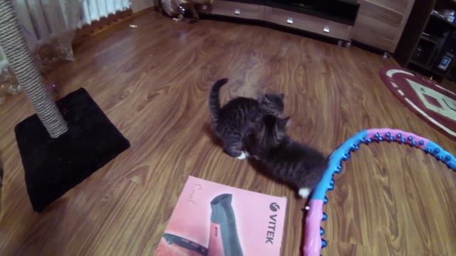 смешные котята, самодельный столб для котят- GoPro 3 Black смотреть онлайн