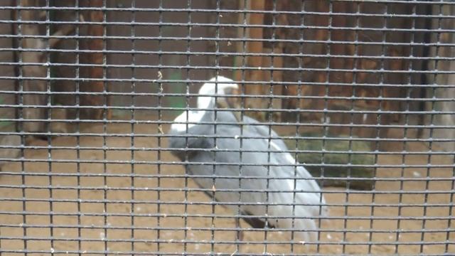 Даурский журавль . смотреть онлайн