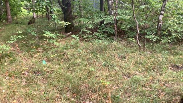 ПО ВЫБИТЫМ МЕСТАМ КОП В КАЛИНИНГРАДСКОЙ ОБЛАСТИ METAL DETECTING смотреть онлайн