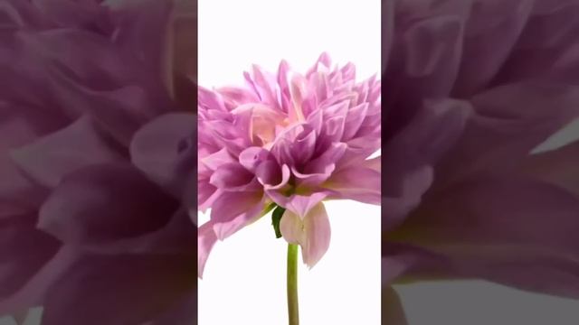 Делись было/ не было???? Если было, то ты знаешь - где пробовать лучшую шаверму на утро?? смотреть онлайн