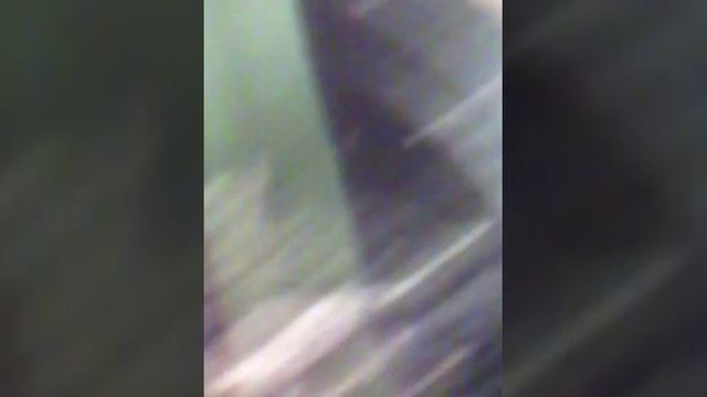 Саррацения.хищное растение смотреть онлайн