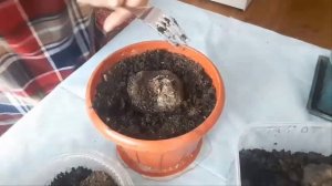 Бегония клубневая.  Как и когда сажать клубневую бегонию?