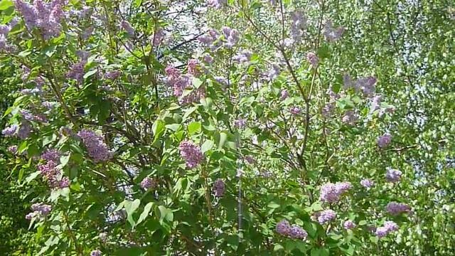 Поэтическая гостиная. Часть 3. Сирень . смотреть онлайн