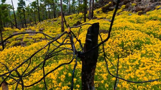 Природа .Просто включи на весь экран . смотреть онлайн