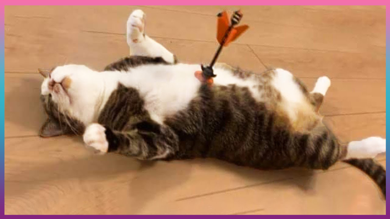 Приколы С Животными / Попробуй Не Засмеяться! / Funny Animals / САМЫЕ СМЕШНЫЕ ЖИВОТНЫЕ #6 смотреть онлайн