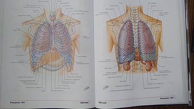 Плевра (pleura), плевральные синусы (recessus Pleurales)