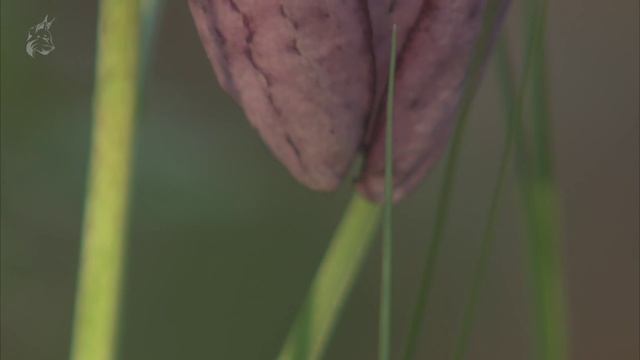 Laleaua Pestriță/Snake's head fritillary ( Fritillaria Meleagris ) смотреть онлайн