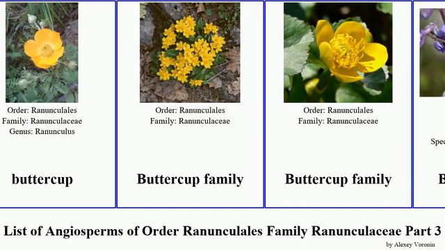 List of Angiosperms of Order Ranunculales Family Ranunculaceae Part 3 buttercup callianthemum смотреть онлайн