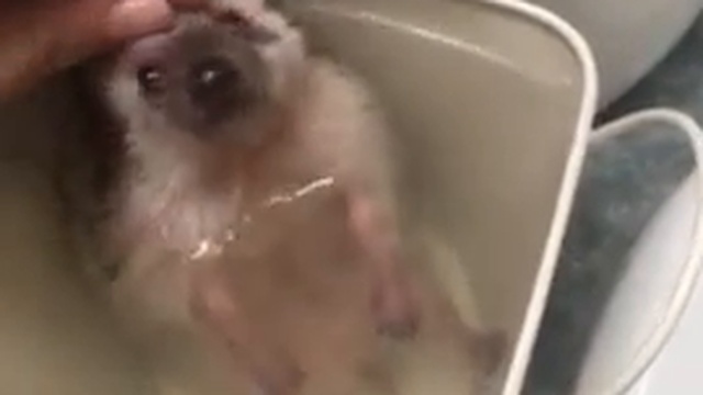 Ёжик купается смотреть онлайн