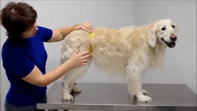 Замеры для задних конечностей смотреть онлайн