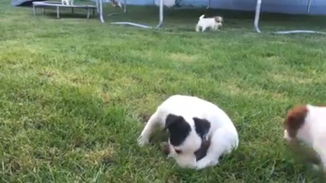 Reynolds Jack Russell Terriers - Cooper смотреть онлайн