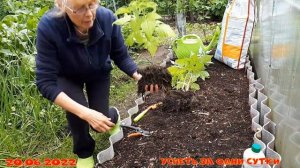 20.06.2022 Малина Таруса:   описание сорта, сажаем подарок.