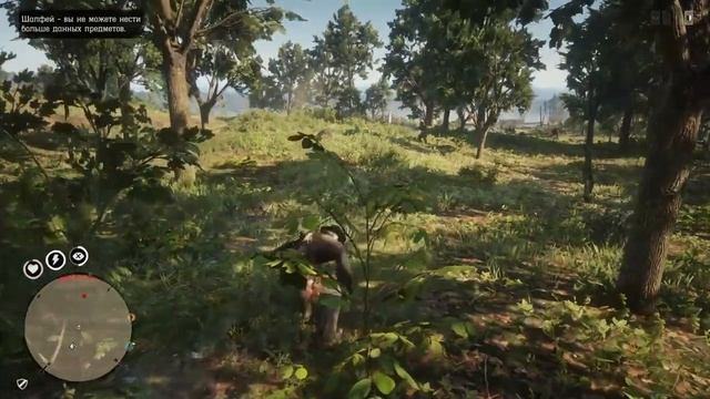 Шалфей покрывальцевый. Подсказки(гайды), помощь. Red Dead Redemption 2 online. РДР2 онлайн. смотреть онлайн