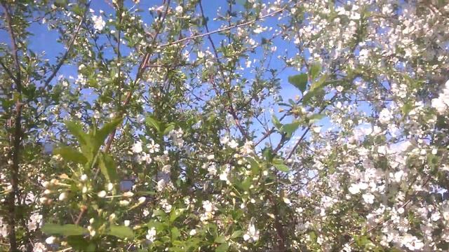 Яблони в цвету//Цветущие яблони и вишни//Релакс-видео//Relax-video//Blooming Apple and cherry trees смотреть онлайн