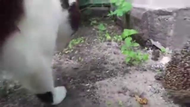 Еж ест картошку смотреть онлайн