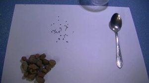 Посев семян хавортии