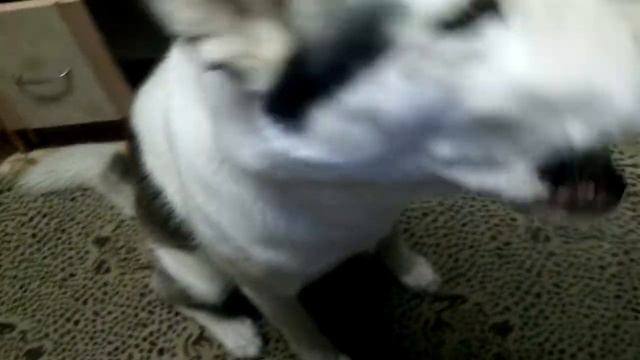 Поёт= хаски Белый - музыка с ходунков смотреть онлайн