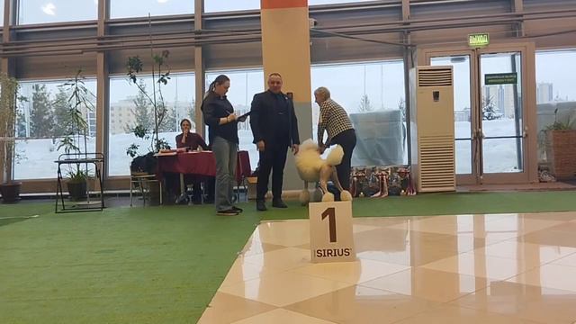 Казань.28.01.24.Пудели. эксперт Лепеха. ч.2 смотреть онлайн