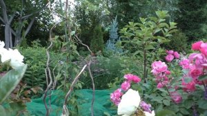 Роза Анжела в Сибирском саду.