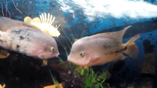 Рыбки целуются смотреть онлайн