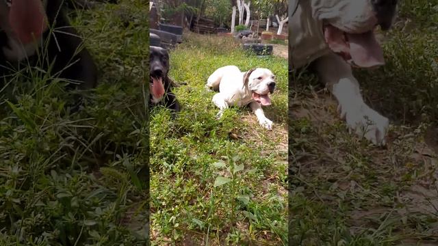MIXT AMSTAFF AT 1️⃣ YEAR MEET AMERICAN BULLDOG 6️⃣ MONTHS | BIG DOGS🇷🇴ROMANIAN | #AXEL & #SCOOBY смотреть онлайн