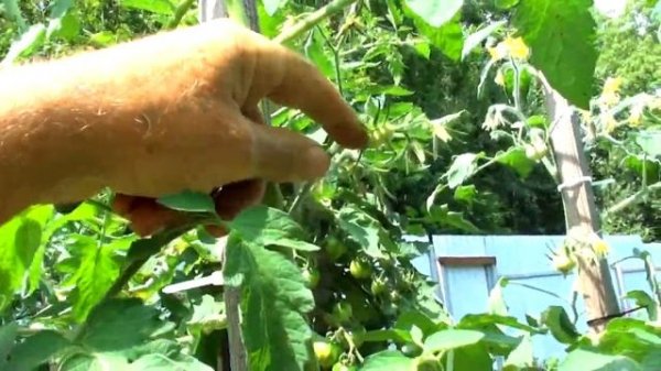 Томат Grandma Oliver Chocolate с классическим вкусом темных томатов