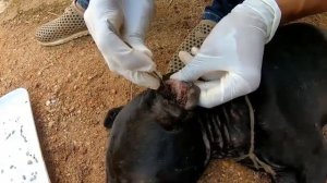 Удаление клещей из ушей собаки