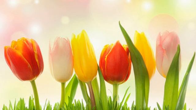 Шопен Вальс цветов Музыкальные ролики от Роджера смотреть онлайн